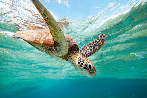 turtle-lelliot