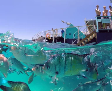 2020_GLD_LadyMusgrave_DivingAndSnorkelling